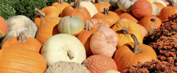 Family Fall Picnic and Pumpkin Patch 2021