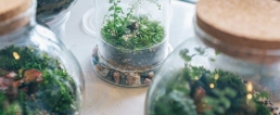 Terrarium Workshop 